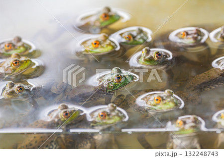 Young bullfrog  132248743