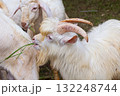 Saanen Anglo Nubian goat 132248744