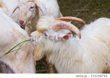 Saanen Anglo Nubian goat Saanen Anglo Nubian goat 132248744