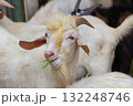 Saanen Anglo Nubian goat eating grass 132248746