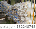 Oyster mushrooms in the farm 132248748