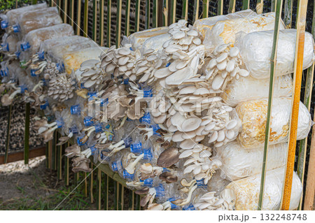 Oyster mushrooms in the farm Oyster mushrooms in the farm 132248748