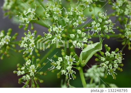 アシタバの花・明日葉・八丈草・滋養強壮 不老長寿の健康野菜 アシタバの花・明日葉・八丈草・滋養強壮 不老長寿の健康野菜 132248795