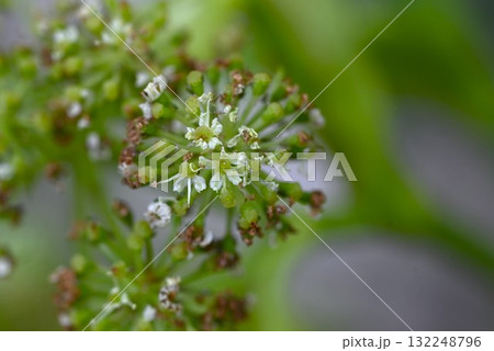 アシタバの花・明日葉・八丈草・滋養強壮 不老長寿の健康野菜 132248796