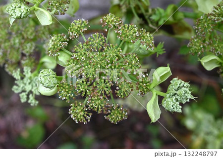 アシタバの花・明日葉・八丈草・滋養強壮 不老長寿の健康野菜 アシタバの花・明日葉・八丈草・滋養強壮 不老長寿の健康野菜 132248797