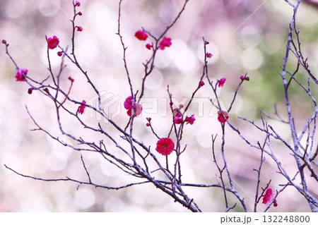 赤い梅の花 132248800