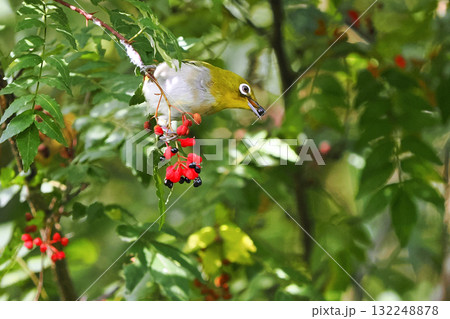 サンショウの実をついばむメジロ 132248878