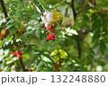 サンショウの実をついばむメジロ 132248880