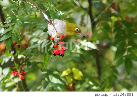 サンショウの実をついばむメジロ 132248881