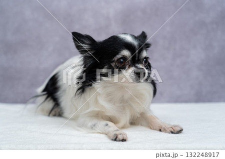 チワワ 132248917