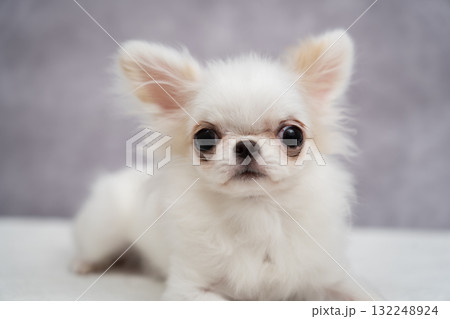 チワワ 132248924