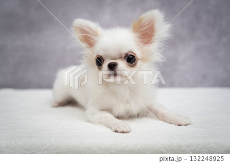 チワワ 132248925