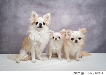 3匹のチワワ 132248961