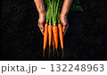 Freshly harvested carrots held above dark soil in a gardener's hands 132248963