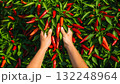 Harvesting fresh red chili peppers in an organic farm during sunny afternoon 132248964