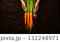 Freshly harvested carrots and beets held above dark soil in a farm setting 132248971