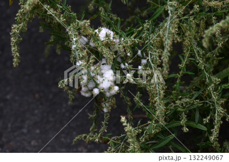 ヨモギの茎に寄生した虫こぶ(虫癭) ヨモギの茎に寄生した虫こぶ(虫癭) 132249067