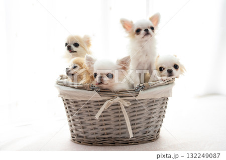 3匹のチワワ 132249087