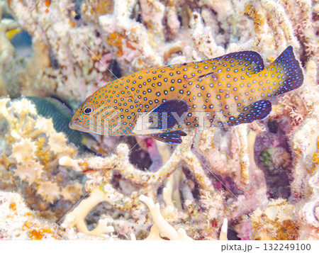 美しいアオノメハタ。美しいサンゴ礁と熱帯魚の群れ。 沖縄県島尻郡慶良間諸島座間味島安室島-2025 132249100