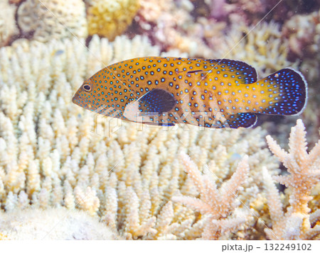 美しいアオノメハタ。美しいサンゴ礁と熱帯魚の群れ。 沖縄県島尻郡慶良間諸島座間味島安室島-2025 美しいアオノメハタ。美しいサンゴ礁と熱帯魚の群れ。 沖縄県島尻郡慶良間諸島座間味島安室島-2025 132249102