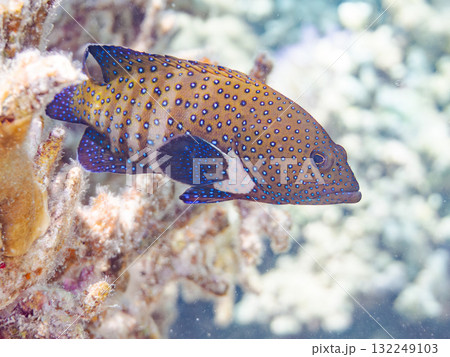美しいアオノメハタ。美しいサンゴ礁と熱帯魚の群れ。 沖縄県島尻郡慶良間諸島座間味島安室島-2025 132249103