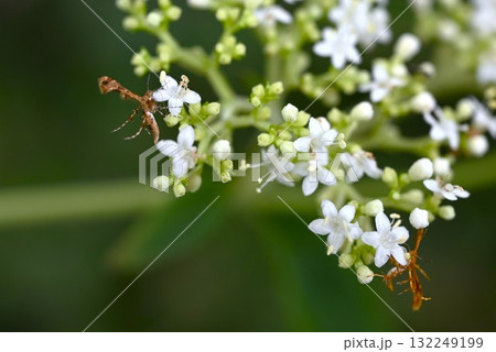 シラホシトリバ・白星鳥羽蛾・日本 朝鮮半島 中国に生息する蛾の仲間 132249199