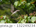 ミズキの木から飛び立つエゾビタキ 132249234