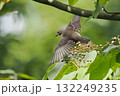 ミズキの木から飛び立つエゾビタキ 132249235
