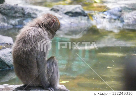 水辺でうつむいた後ろ姿のサル 132249310