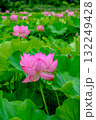 蓮（上野恩賜公園・不忍池） 132249428