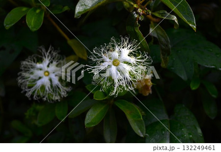 キカラスウリ・黄烏瓜・花と実・果実は食用 根は生薬 132249461