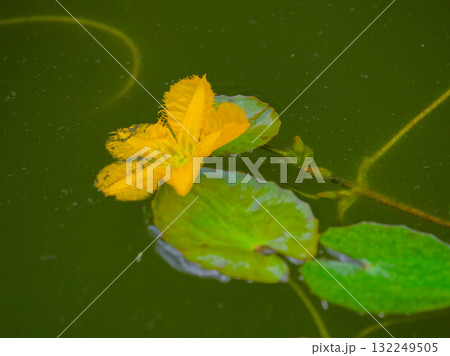 ミツガシワ科アサザの開花 132249505