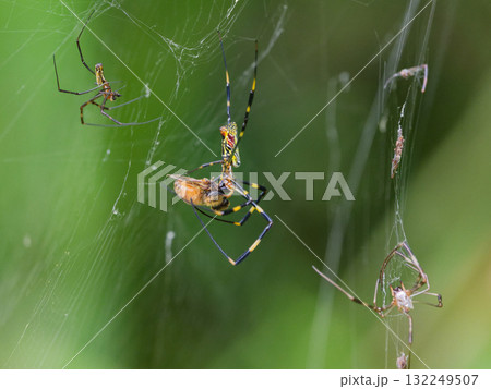 ジョロウグモ♀の巣に捕獲されたセイヨウミツバチ 132249507