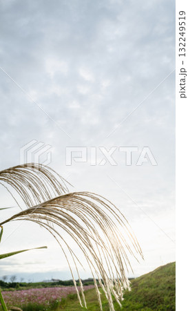 風に揺れるススキ 132249519