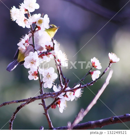 満開の梅の花とメジロ 132249521