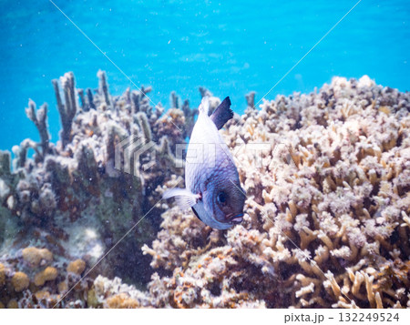 ミツボシクロスズメダイ他。美しいサンゴ礁と熱帯魚の群れ。沖縄県島尻郡慶良間諸島座間味島安室島2025 132249524
