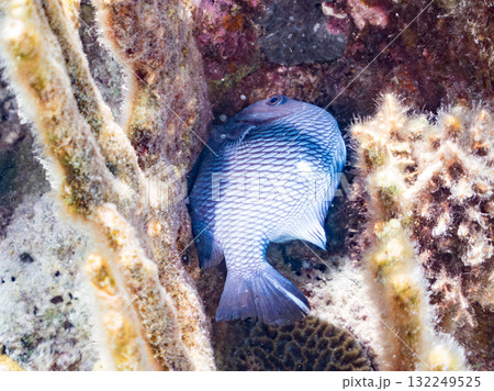 ミツボシクロスズメダイ他。美しいサンゴ礁と熱帯魚の群れ。沖縄県島尻郡慶良間諸島座間味島安室島2025 ミツボシクロスズメダイ他。美しいサンゴ礁と熱帯魚の群れ。沖縄県島尻郡慶良間諸島座間味島安室島2025 132249525