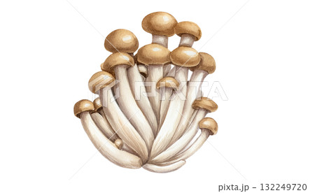 きのこのイラスト 132249720