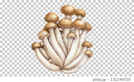 きのこのイラスト 132249720