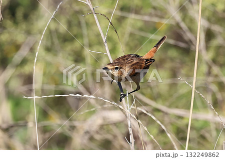 秋のノビタキ 132249862