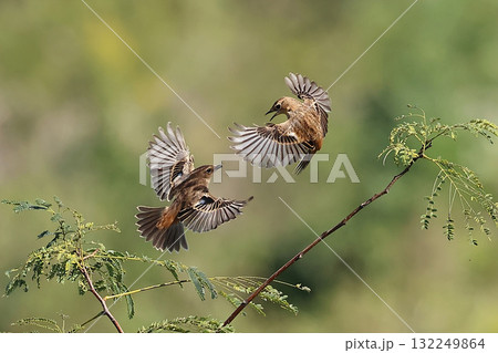 秋のノビタキ_縄張り争い 132249864