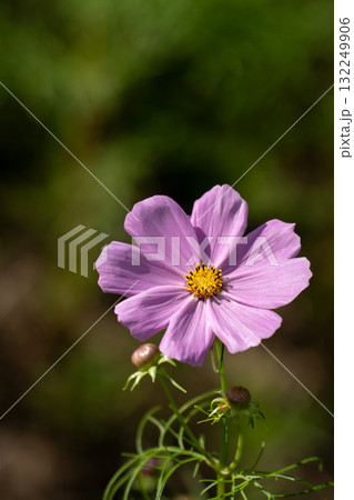 パステルカラーのコスモスのクローズアップ素材 パステルカラーのコスモスのクローズアップ素材 132249906