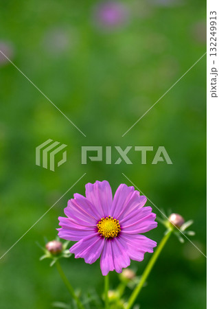 パステルカラーのコスモスのクローズアップ素材 パステルカラーのコスモスのクローズアップ素材 132249913