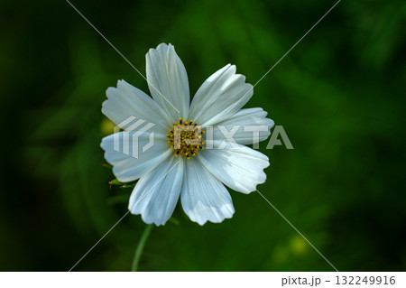 パステルカラーのコスモスのクローズアップ素材 132249916