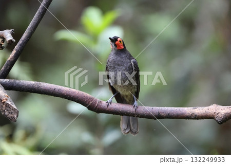 キホオミツスイ キホオミツスイ 132249933