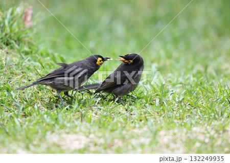 キホオミツスイ キホオミツスイ 132249935