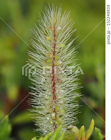 雨に濡れたエノコログサのクローズアップ 132249939