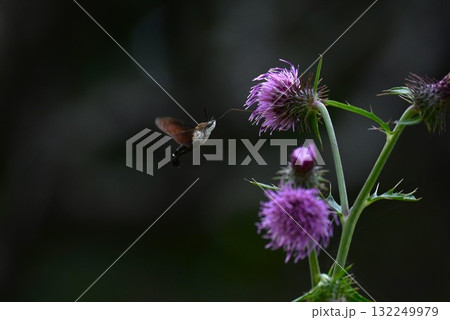 アザミの花蜜を吸う「ホシホウジャク」・星蜂雀 132249979