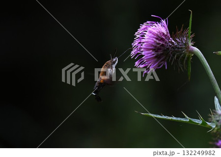 アザミの花蜜を吸う「ホシホウジャク」・星蜂雀 132249982