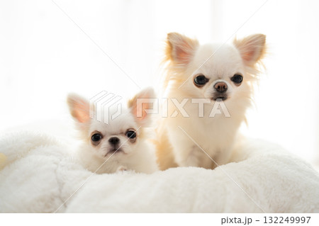 2匹のチワワ 132249997